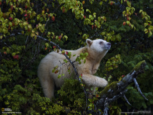 Картинка животные медведи лес