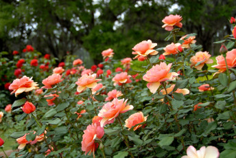 Картинка цветы розы много розовый