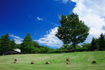 Картинка природа поля