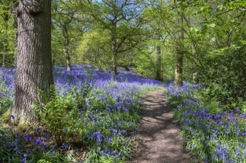 Картинка природа лес тропинка деревья цветы