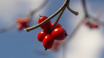 обоя природа, Ягоды