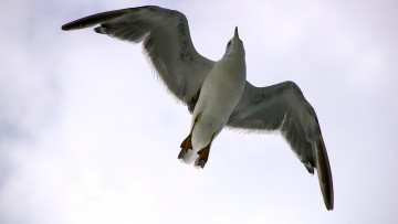 обоя животные, Чайки, бакланы, крачки, чайка