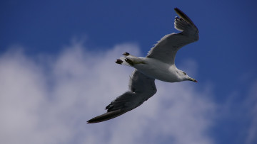 Картинка животные Чайки бакланы крачки чайка