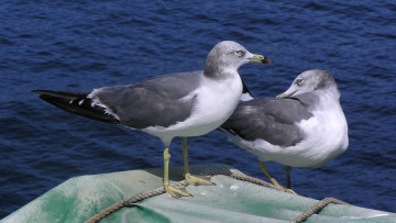 Картинка животные Чайки бакланы крачки чайка