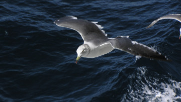 Картинка животные Чайки бакланы крачки чайка