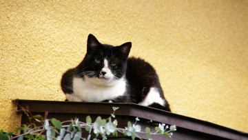 Картинка животные коты