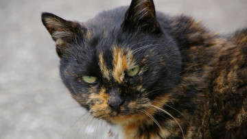 Картинка животные коты