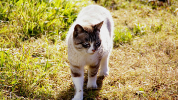 Картинка животные коты