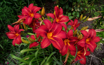 Картинка цветы лилии лилейники много красный