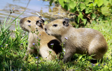 Картинка капибары животные малыши вода трава