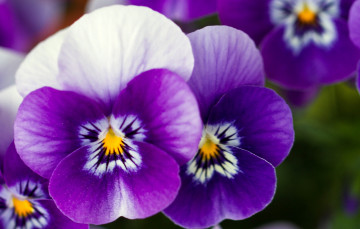 Картинка цветы анютины глазки садовые фиалки фиолетовый