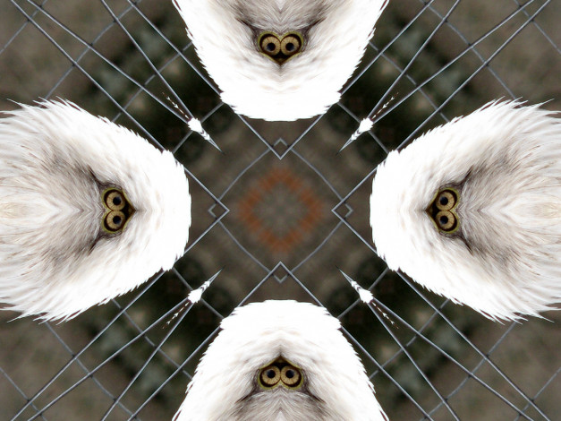 Обои картинки фото 3д, графика, fractal, фракталы, фрактал