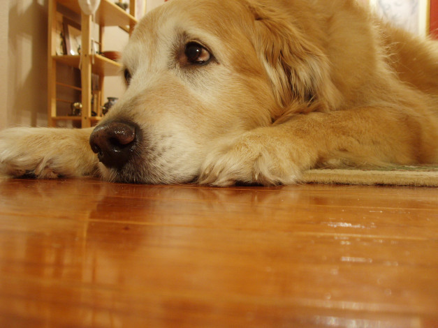 Обои картинки фото животные, собаки, грусть