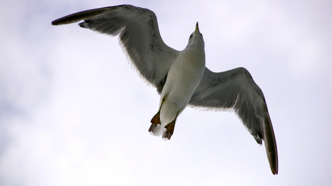 Обои картинки фото животные, Чайки, бакланы, крачки, чайка