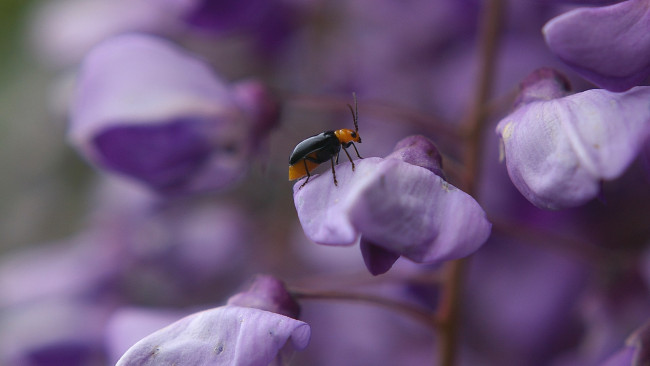 Обои картинки фото животные, насекомые, жук