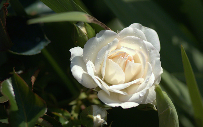 Обои картинки фото цветы, розы