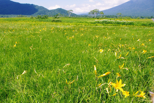 Обои картинки фото природа, луга