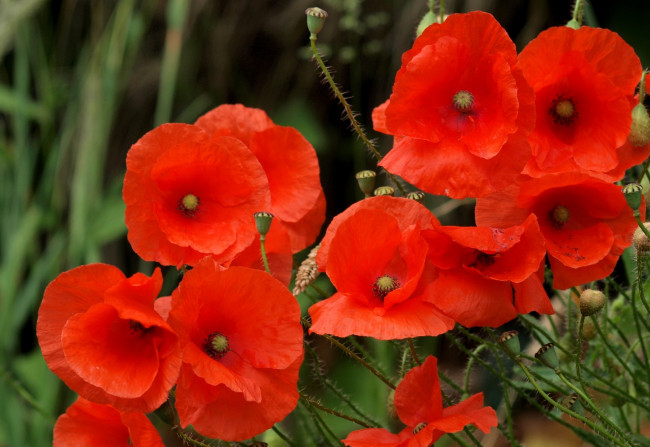 Обои картинки фото цветы, маки, красный, яркий