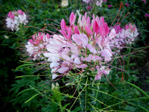 Картинка цветы клеомы цветок