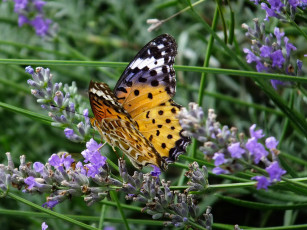 Картинка животные бабочки бабочка