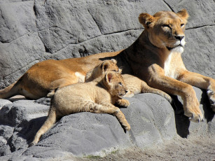 Картинка животные львы зоопарк