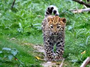 Картинка животные Ягуары малыш пятна