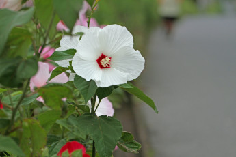 Картинка цветы гибискусы гибискус