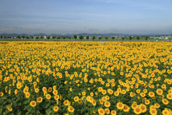 Картинка цветы подсолнухи malena morgan