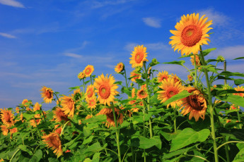 Картинка цветы подсолнухи подсолнух