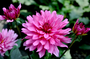 Картинка цветы георгины круглый розовый лепестки