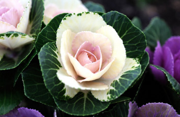 Картинка цветы декоративная капуста