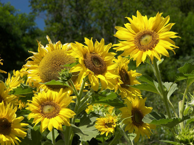 Обои картинки фото цветы, подсолнухи