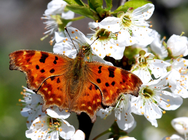 Обои картинки фото животные, бабочки, цветение, крылья