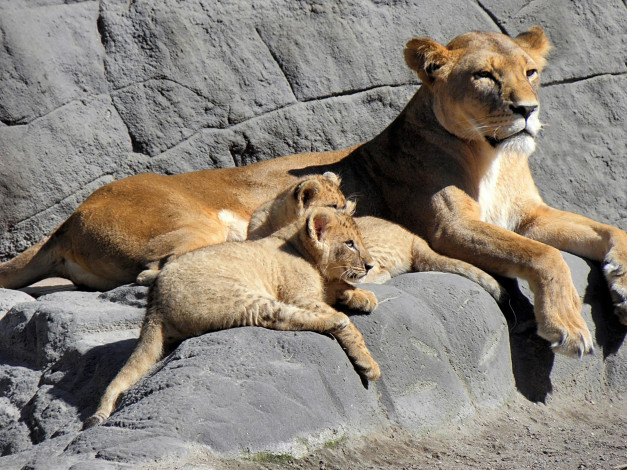 Обои картинки фото животные, львы, зоопарк