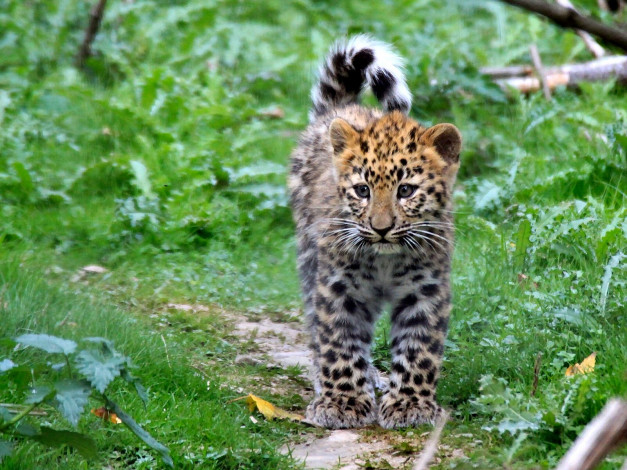 Обои картинки фото животные, Ягуары, малыш, пятна