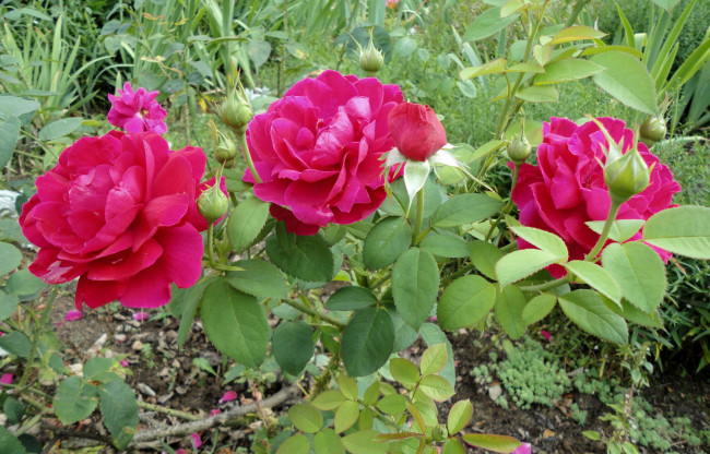 Обои картинки фото цветы, розы, куст, бутоны, лепестки