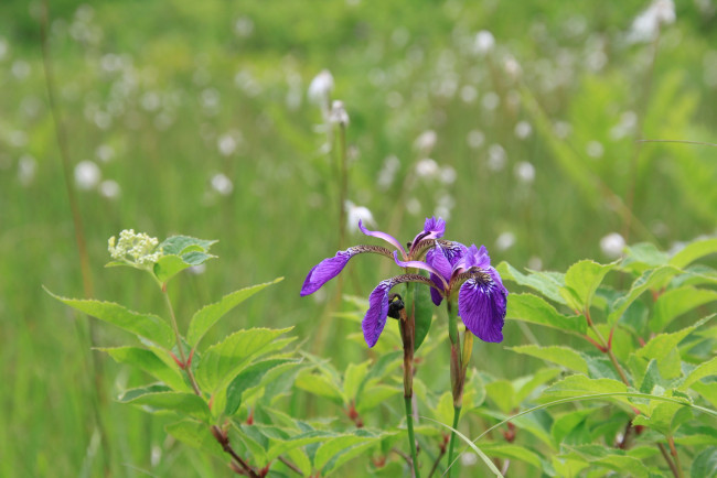 Обои картинки фото цветы, ирисы, ирис