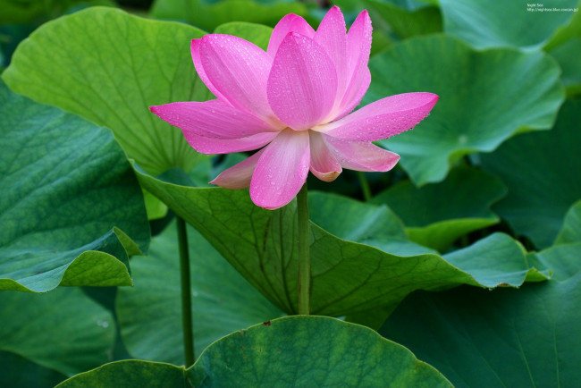 Обои картинки фото цветы, лотосы, лотос