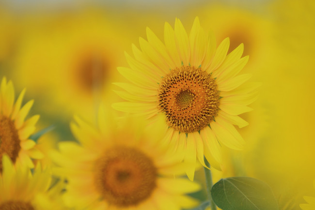 Обои картинки фото цветы, подсолнухи, подсолнух