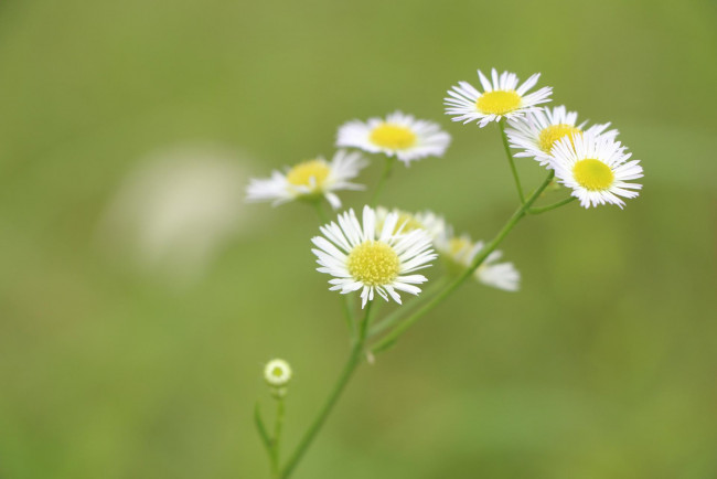 Обои картинки фото цветы, ромашки