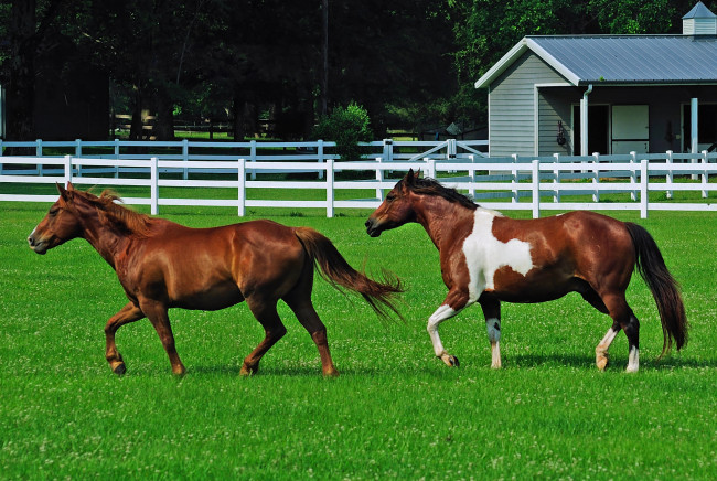 Обои картинки фото животные, лошади