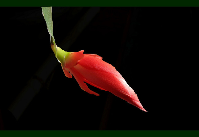 Обои картинки фото цветы, кактусы, бутон