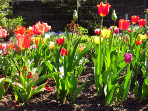 Картинка цветы тюльпаны сад