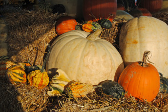 Картинка еда тыква плоды желтые