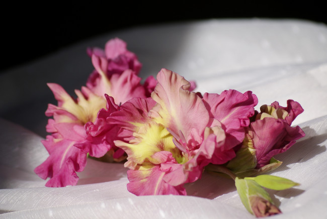 Обои картинки фото цветы, гладиолусы, гладиолус