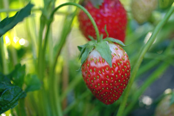 Картинка природа Ягоды клубника