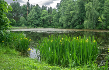 Картинка природа реки озера вода ирисы