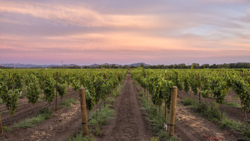 Картинка природа поля виноградник