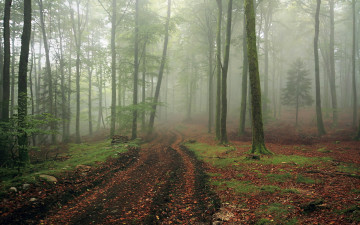 Картинка природа дороги пейзаж дорога туман