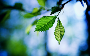 Картинка природа листья макро зеленый